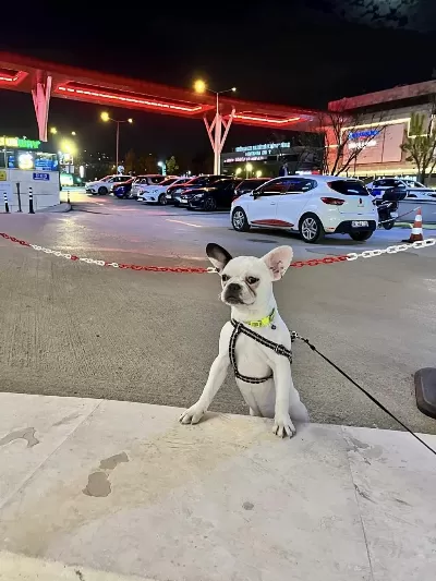 French Bulldog Aşıları Tam Kısırlaştırıldı