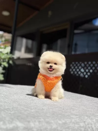 Pomeranian Boo Yavru Köpeğim