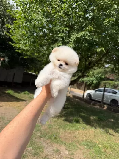 Pomeranian Boo Köpeğimiz