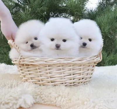 Boo Pomeranian Ayıcık Surat Yavrular