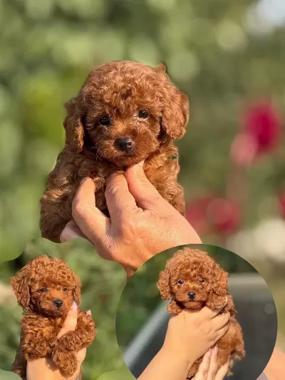 Teacup Boy Aşili Wc Eğitimli Premium Poodle