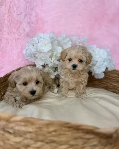 Dünya Tatlisi Maltipoo Yavrulari