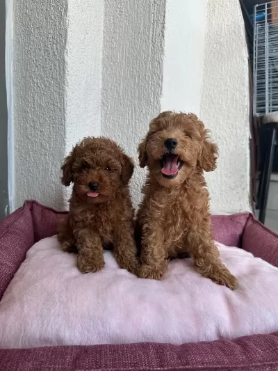Ziyarete Açik Erkek Dişi Poodle Bebekler