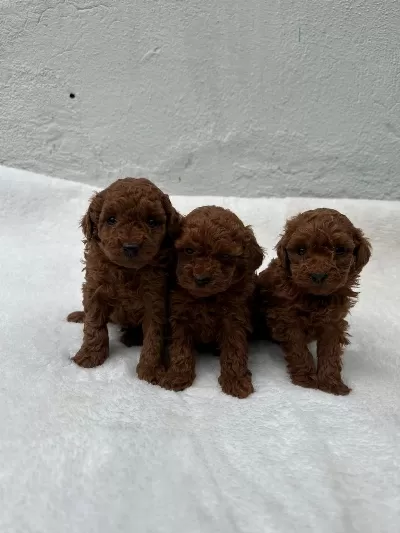 Ruhsatli Poodle Evinden Oyuncak Boy Poodle Yavrular