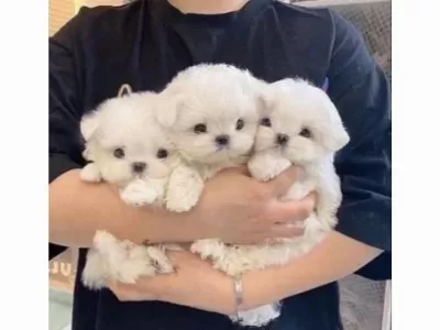 Minnak maltese bebeklerimiz