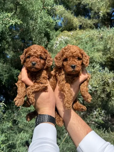 Denizli Merkez Teslime Hazir Poodle Bebekler