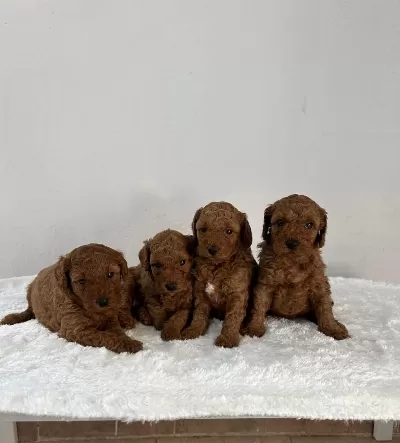 Sevimli Erkek Dişi Poodle Bebekler
