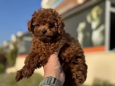 Toy Poodle Yavrularımızı Görüp Ala Bilirsiniz