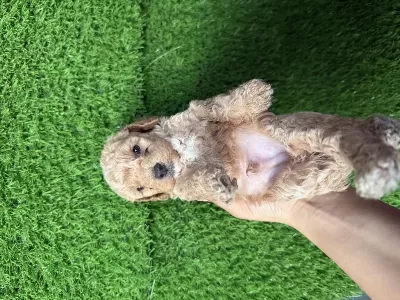 Maltipoo Cins Erkek Yavru