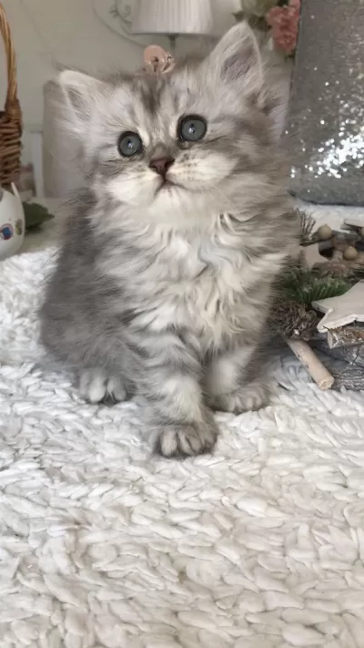 Silver Tabby Longhair Dişi Kedimiz