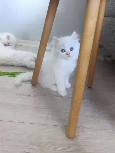 Güzel Pamuk Kedilerim