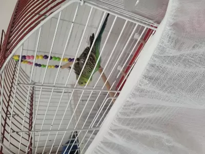 Yavru Muhabbet Kuşu Ücretsiz