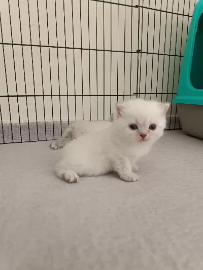 Scottish Fold Ve Scottish Straight Yavrularım