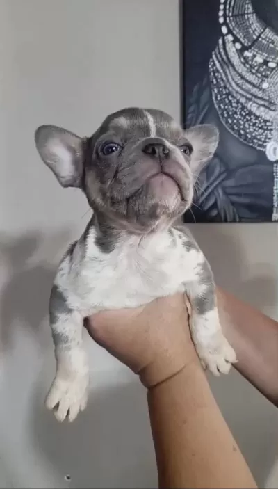 French Bulldog Lilac Merle Tan İsabella Carrier