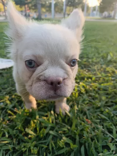 French Bulldog Yavruları