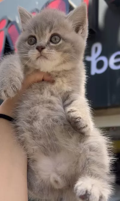 Erkek British Shorthair Bebekler