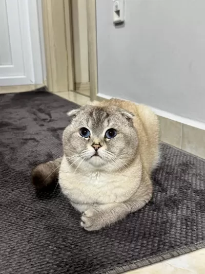 Scottish Fold Oğluma Eş Arıyorum