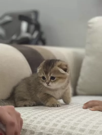 45 Günlük Scottish Fold