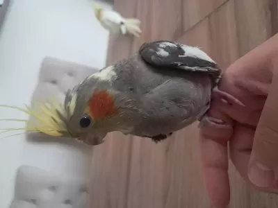 Bebek Sultan Papağanlar