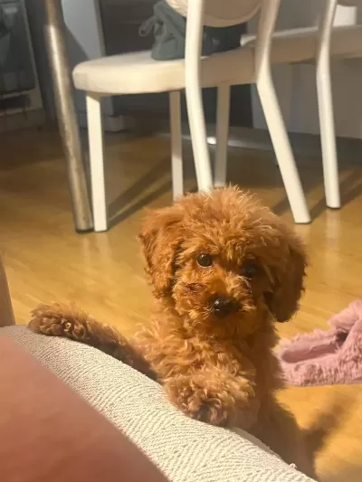 Harika Toy Poodle Köpekler