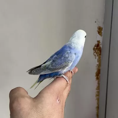 Bebek Muhabbet Kuşu Yeni Yeme Düştü