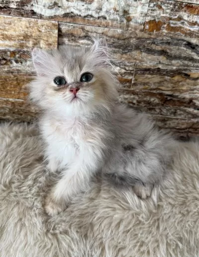 British Longhair Erkek Yavru Kedimiz