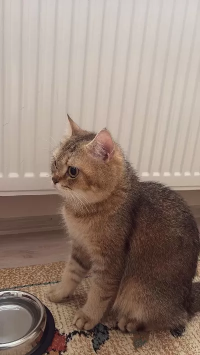 Kedimiz Yeni Yuvasını Arıyor