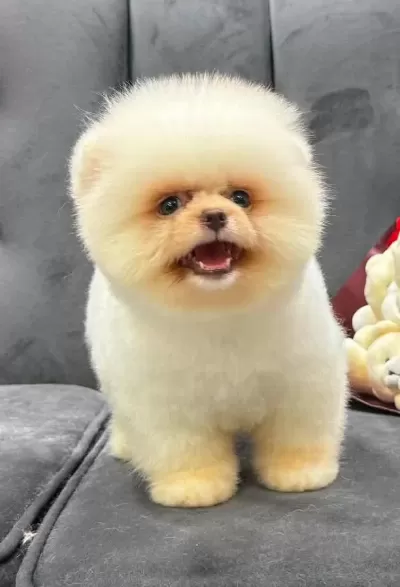Pomeranian Boo Köpekler