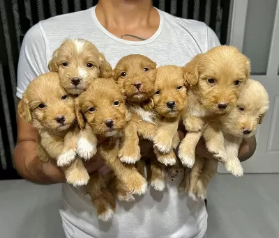 Maltipoo Yavrular 4 Dişi 3 Erkek