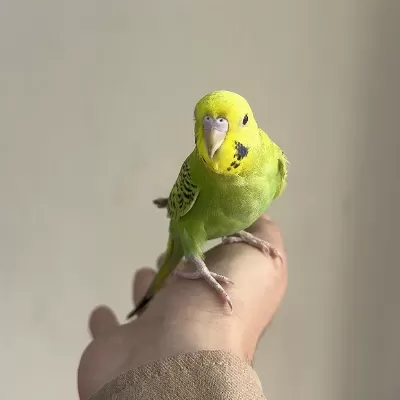 Bebek Muhabbet Kuşu Yeni Yeme Düşmüş Gönderim Var