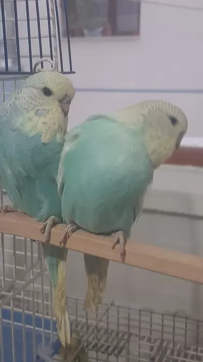 Muhabbet Kuşu Show Jumbo