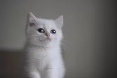 Çok Sevimli Bir Minnoş Kedimiz