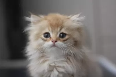 Evinize Neşe Katacak British Longhair Yavrular