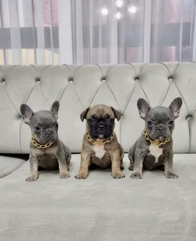 Blue Tan Erkek Lilac Tan Dişi Fawn Dişi French Bulldog