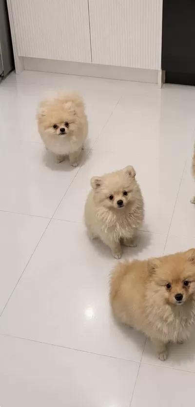 4 Aylık Yavru Pomeranianlar Acil Sahiplendirilecektir