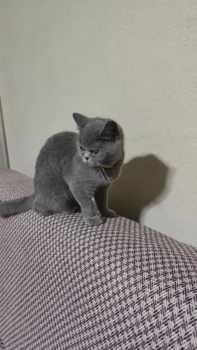 Safkan British Shorthair Kedisi