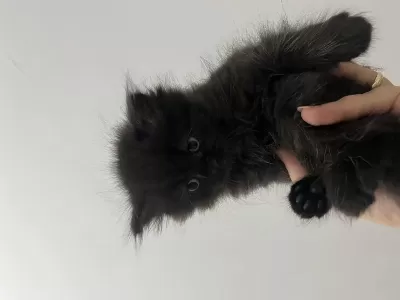 2 Aylık British Longhair Erkek