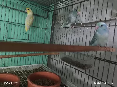 Harika Takım Forpus