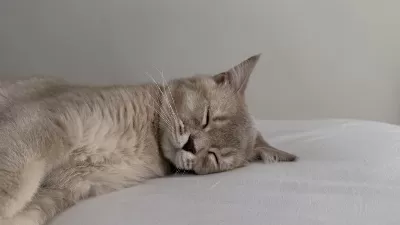 British Shorthair 8 Aylık Kedimiz