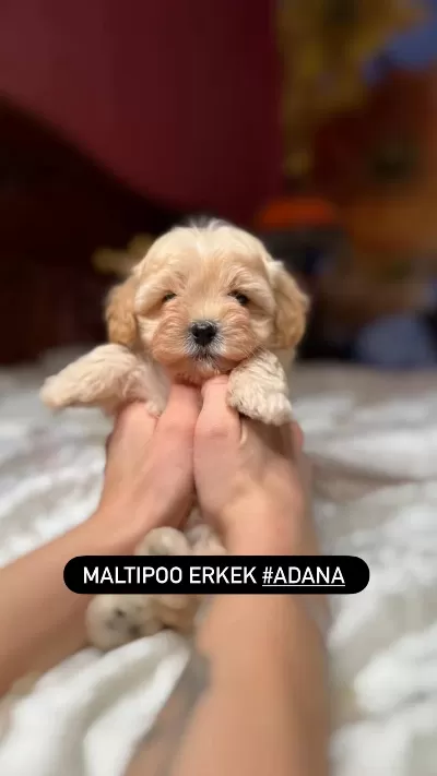 Efsane Son Kalan Erkek Maltipoo Bebek