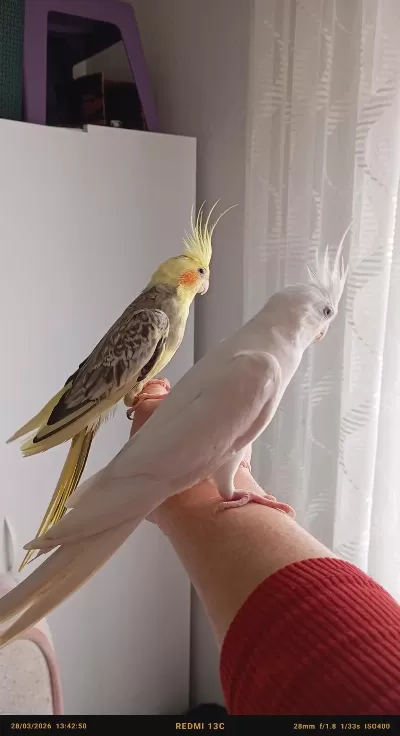 Uyguna Sultan Papağanı Takımlar Ve Yavrular