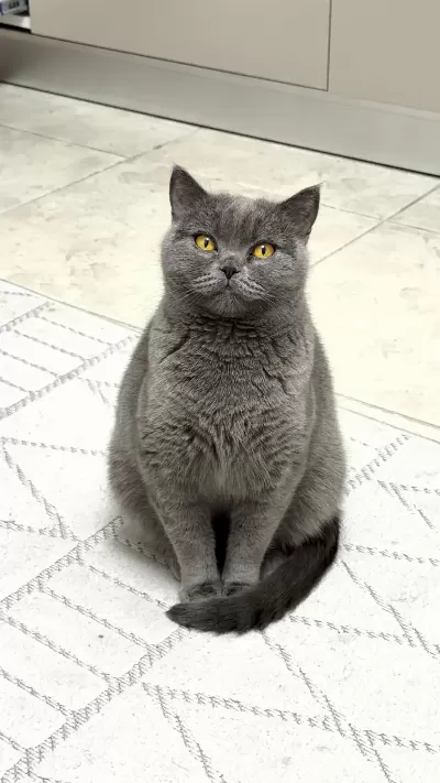 British Shorthair Kedimiz 1 Yaşında