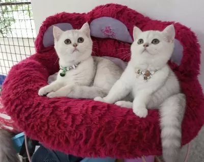 2 Ve 3,5 Aylık Safkan Silver Shaded Catteryden Kediler