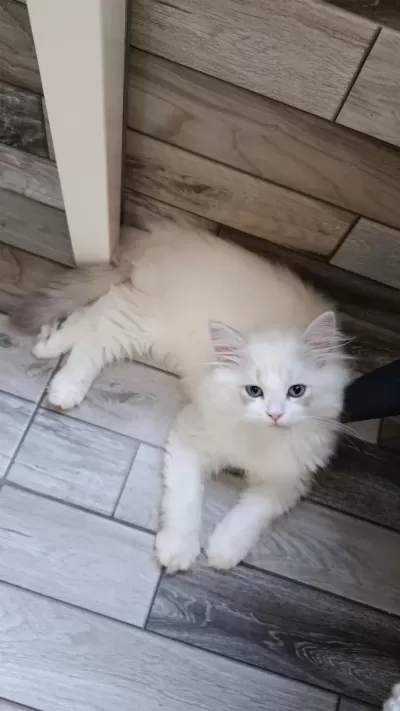British Longhair Erkek Yavrumuz