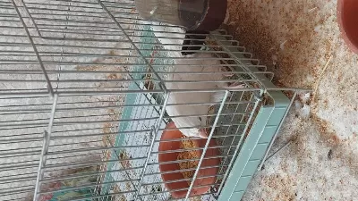 Ücretsiz Sahiplendirme Sultan Papağanı