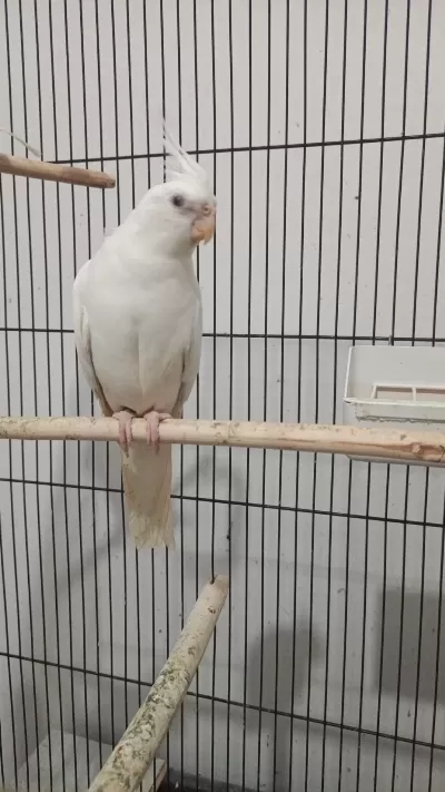 Albino Sultan Papağanı Erkek Yavru