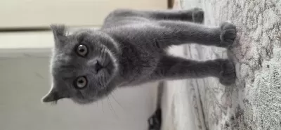 28 Şubat Doğumlu British Shorthair