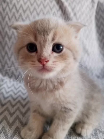 British Shorthair Scottish Fold Kedisi