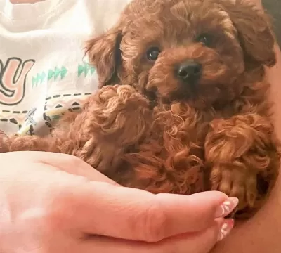Harika Toy Poodle Köpekler