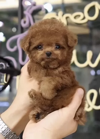 Harika Toy Poodle Yavrusu